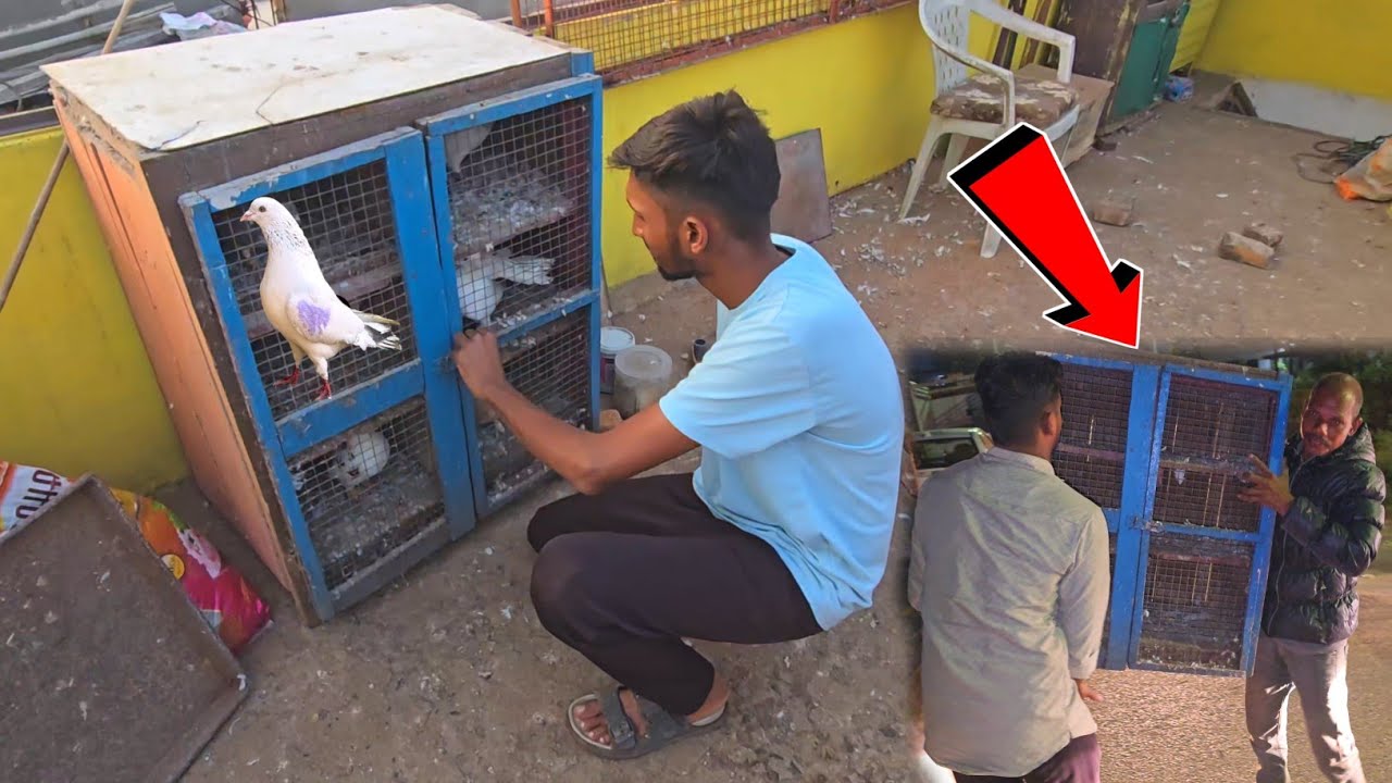 Ye Wali Kabootar Ki Peti Bhi Hata Diya 😳