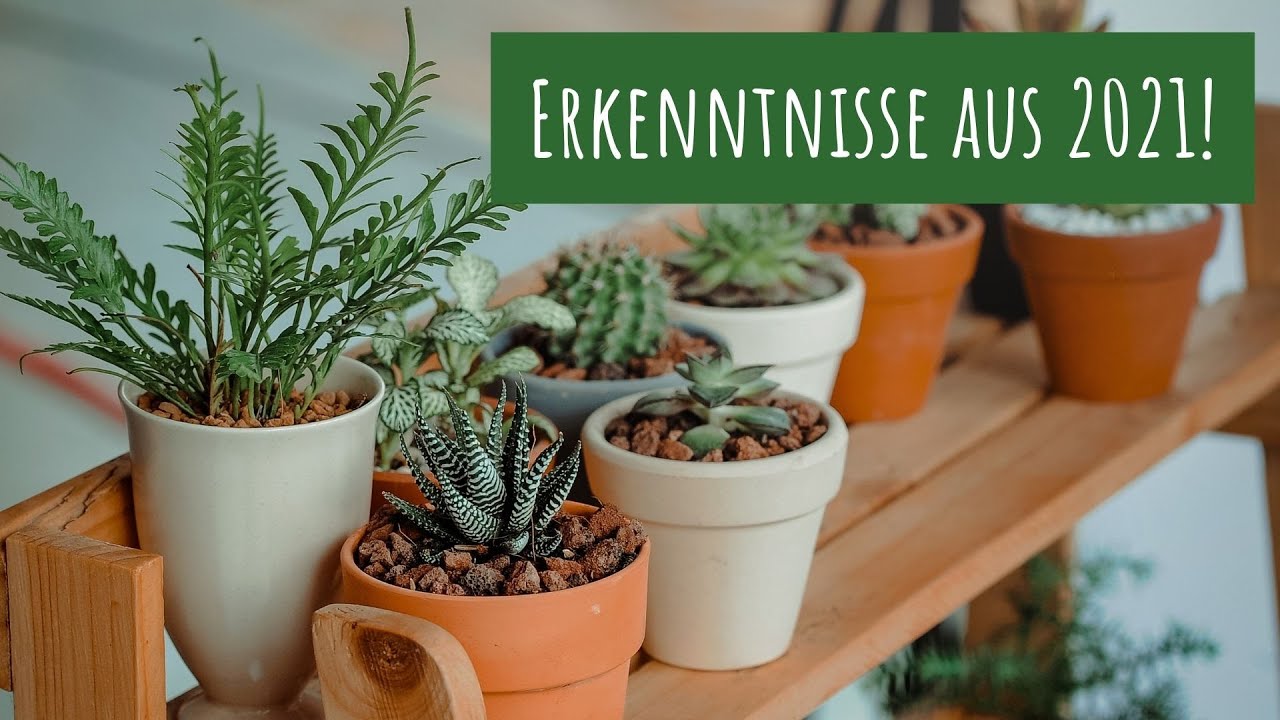 Diese 5 Dinge habe ich im Jahr 2021 über das Pflanzenhobby gelernt! (Töpfe, Schädlinge und mehr)