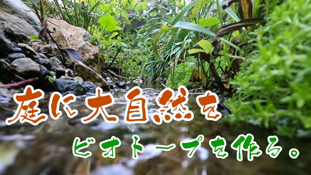 【庭池と小川をDIY】ビオトープを作る。番外編