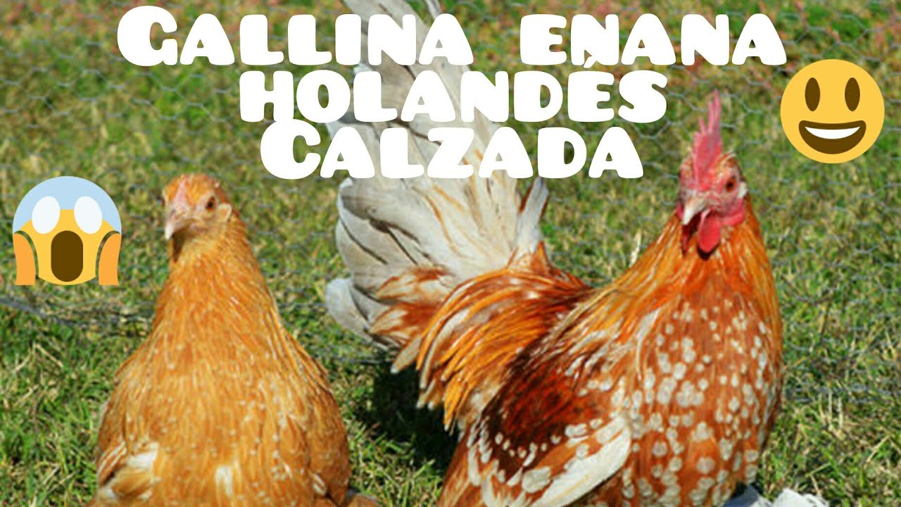 Gallina enana holand&eacute;s calzada 2019 informaci&oacute;n , historia, caracter&iacute;sticas.