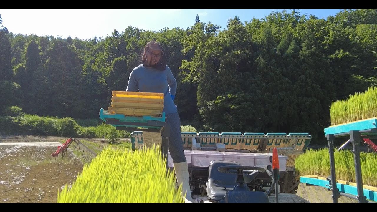 水不足です田植えが終わらないよ～
