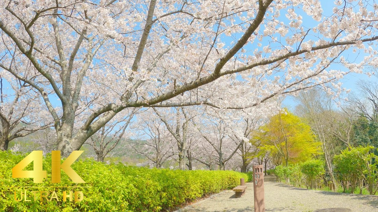 [4K] Kameoka City, Kyoto Prefecture, 🌸cherry blossom 🌸viewing walk. 2022 Japan.