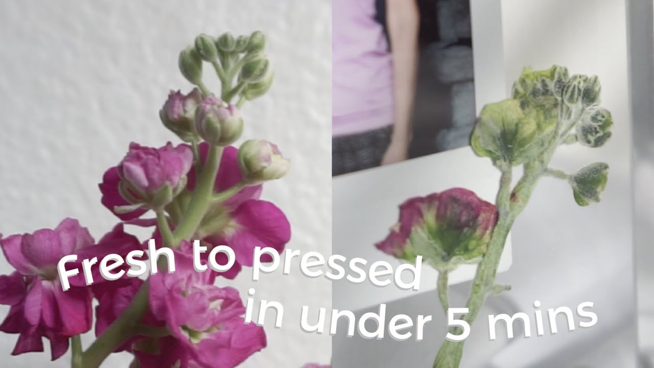 How To Press flowers In Under 5 Minutes (Quick & Easy) | Pressing Flowers In The Microwave