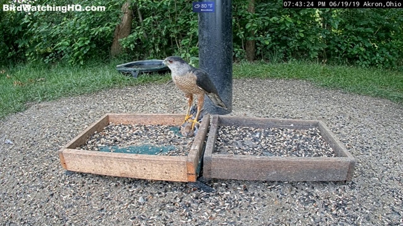 Sharp-Shinned Hawk Attacks Dove (WARNING Graphic to some) Bird Watching Headquarters