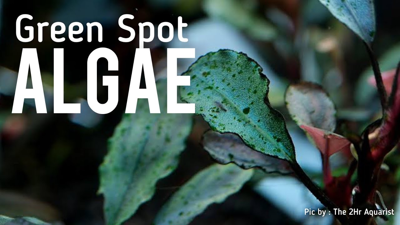 Mengatasi Green Spot Algae | Kalo dibiarin ya TANGGUNG AKIBATNYA ‼️