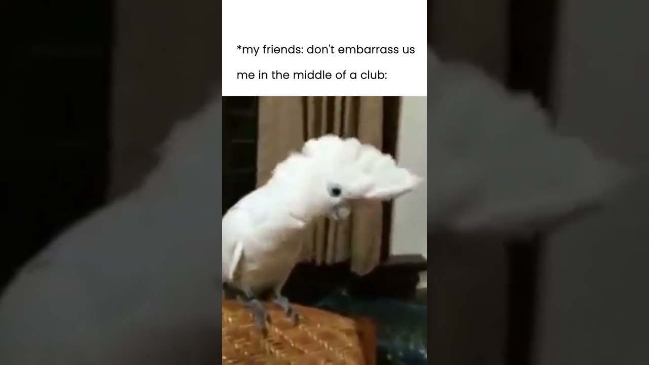 RODAN - Nebuď jako papou&scaron;ek (Introvert Party Club)