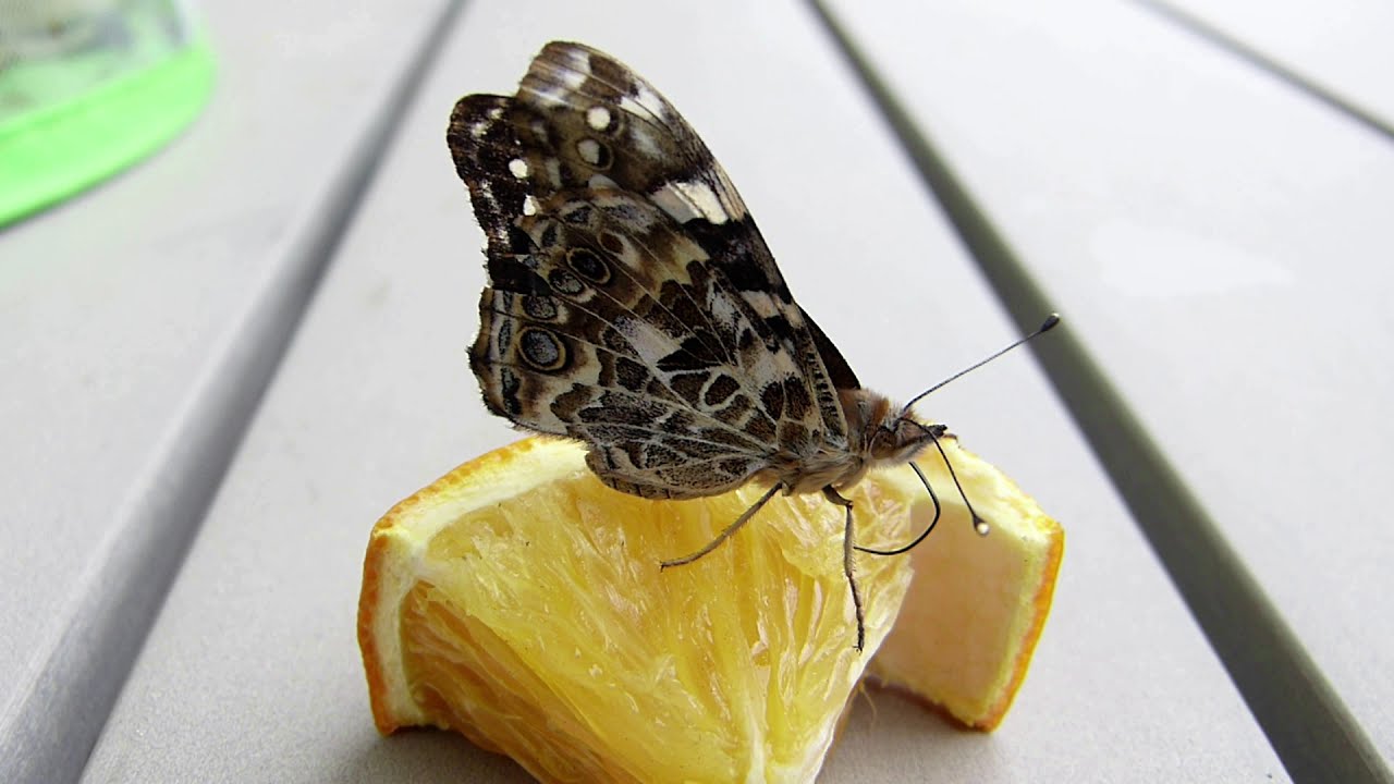 Forsche mit uns! Schmetterlinge züchten