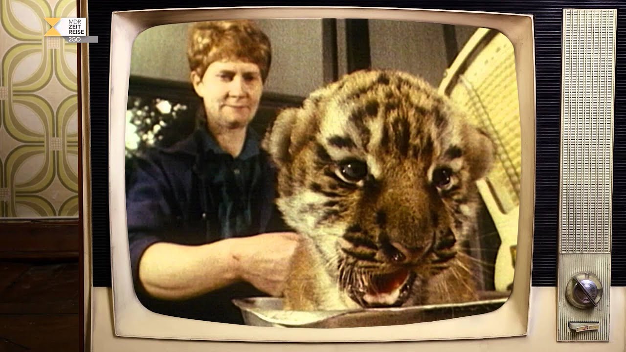 Amurtiger im Leipziger Zoo | Fernsehjahr 1990