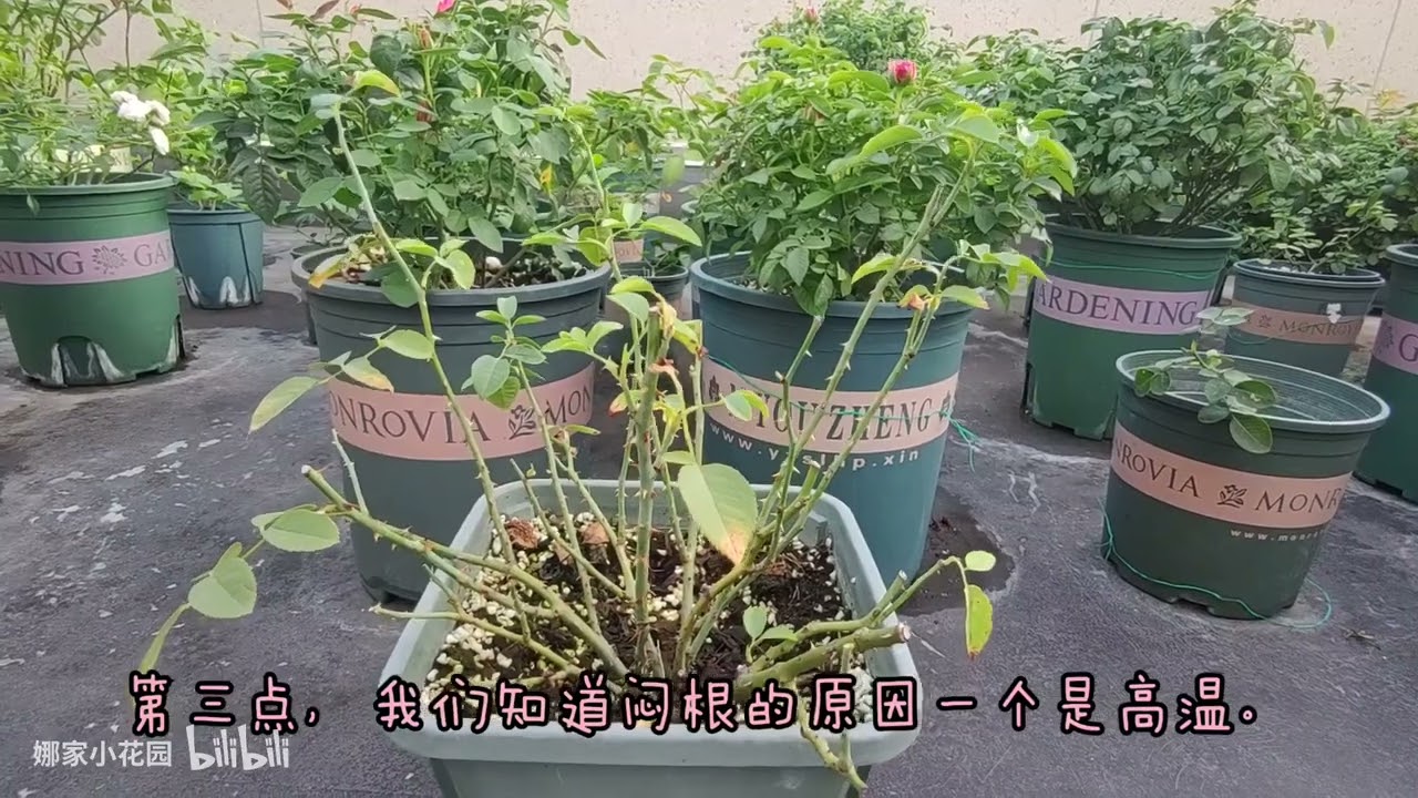 月季闷根后的处理办法汇总(老视频新发）Summary of treatment methods for roses after root suppression