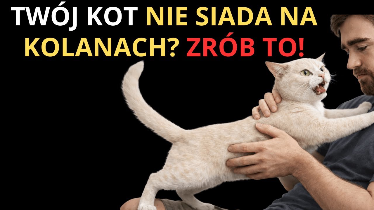 Zrób to, a twój kot będzie błagał, by usiąść ci na kolanach za każdym razem