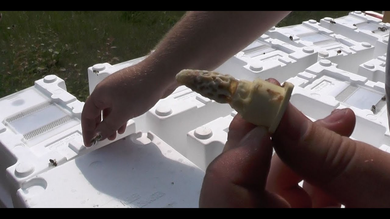 Bienen Begattungskästen / Begattungseinheit befüllen erstellen