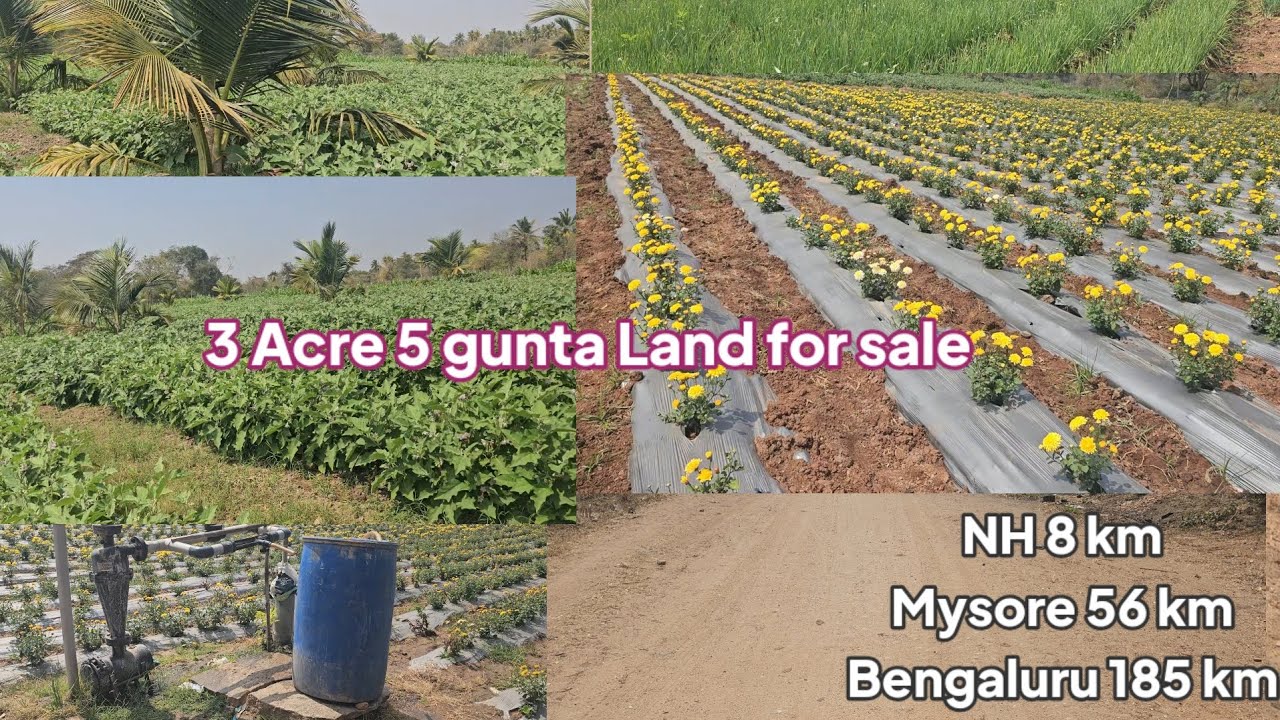 3 acre Coconut farm land for sale Bore near village Mysore 56 km bengaluru 185 km Call 9845736390