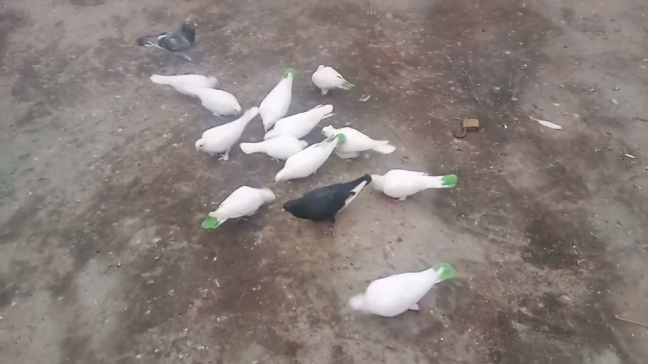 صيد بساود+اشتريت زاجل+انطوني هديه زاجل+تخريج الشاملي