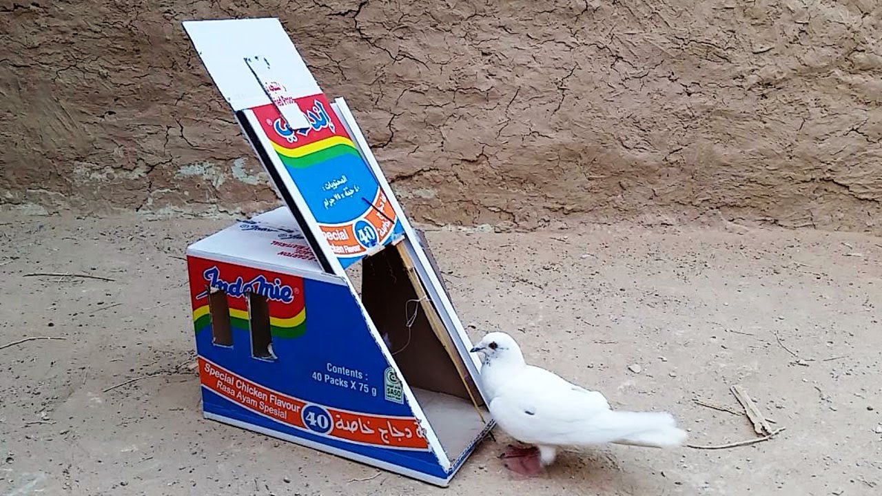 Очень сильная и замечательная ловушка для ловли голубей и птиц 💪🕊🤣