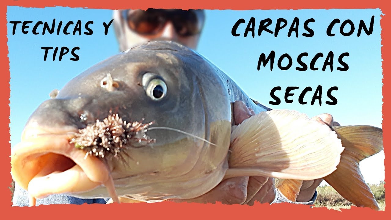 Tecnicas y tips para pescar carpas con moscas secas - piques en vivo Instagram Live !