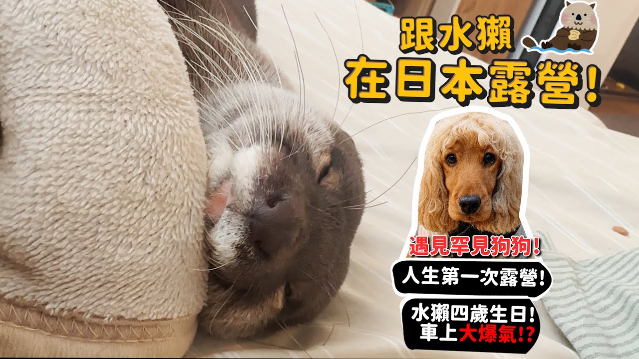 【日本動物】跟日本水獺一起露營!首次露營就在日本?麵麻4歲生日!台日烤肉差別?水獺車上爆氣?水獺日常!【寵物旅行】【從零開始養】