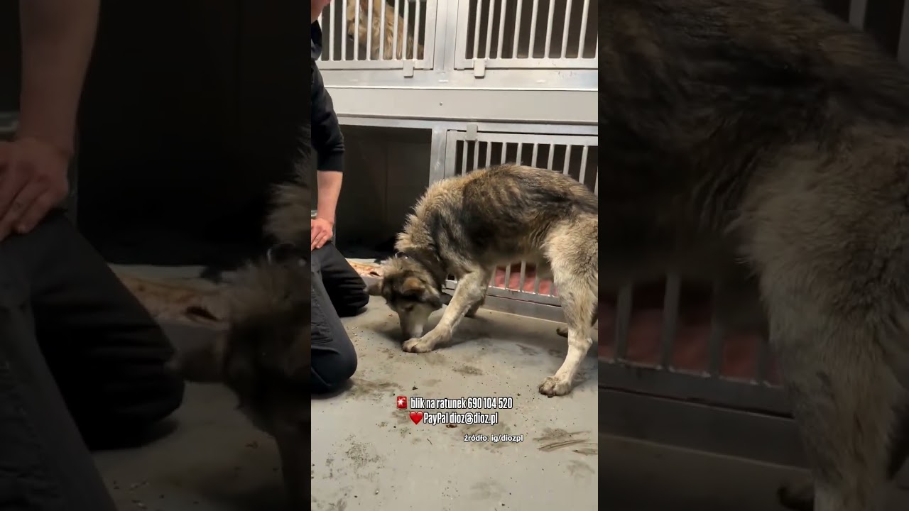 Wcześniej były tam wszystkie instytucje 🤬 Nikt nie widział problemu 🤬 #dioz #dog #shorts #help