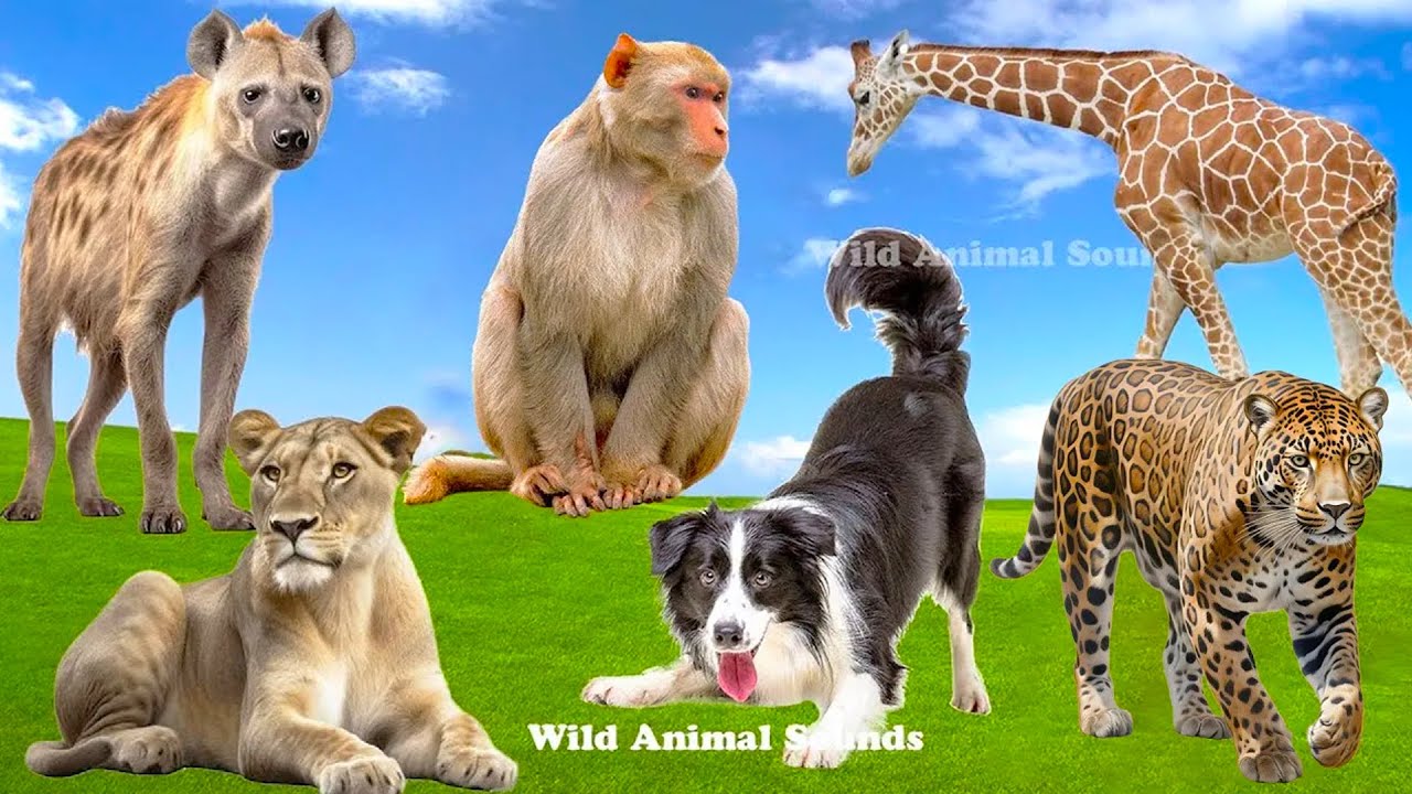 Wild Animal Sounds In Peaceful: Cheetah, Lioness, Baboon, Hyena, Dog, Giraffe - Funny Animal Videos