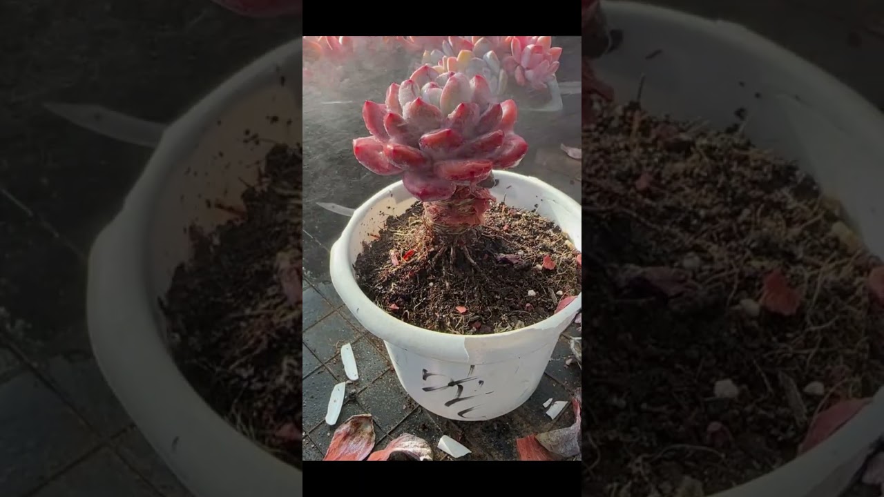 Succulent leaves Succulents Clear-Deep Clean ASMR Healthy-2026❤️