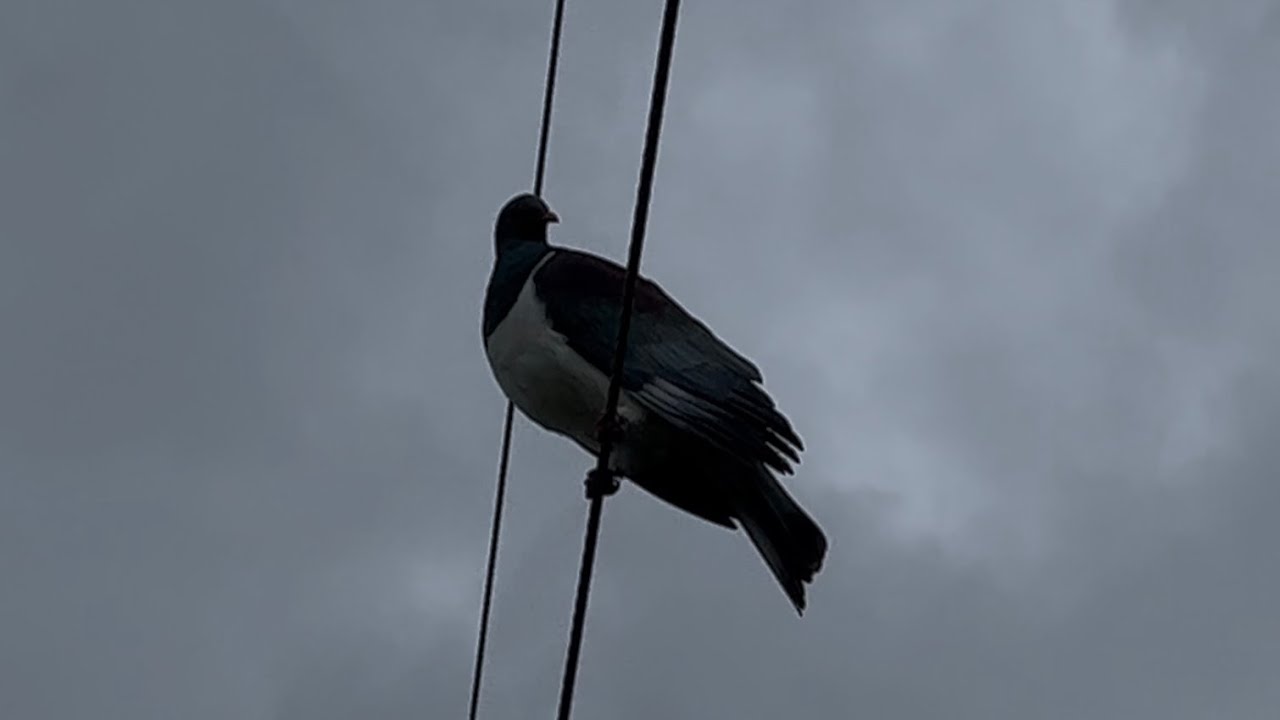 Wood Pigeon on Power Lines plus Cletus and Cruella Quail 