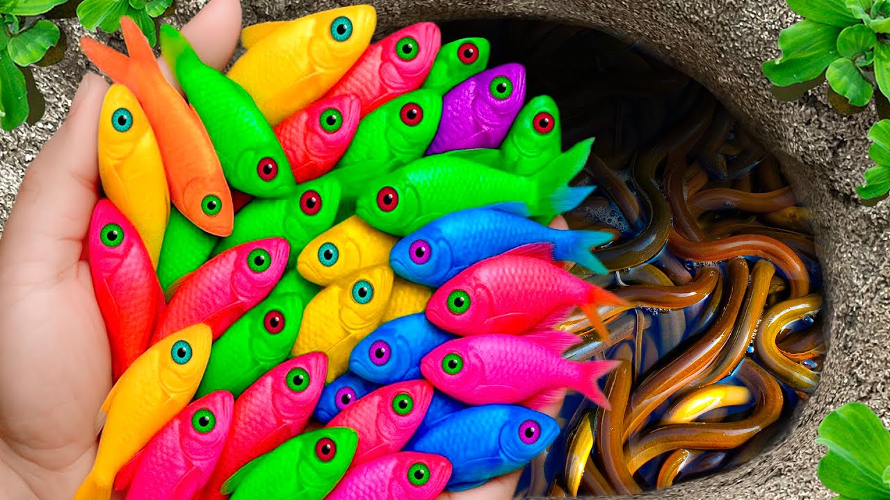 Catch Stunning Freshwater Aquarium Fish In Giant Colored Eggs, Swordfish, Pingpong Pearl Fish, Koi