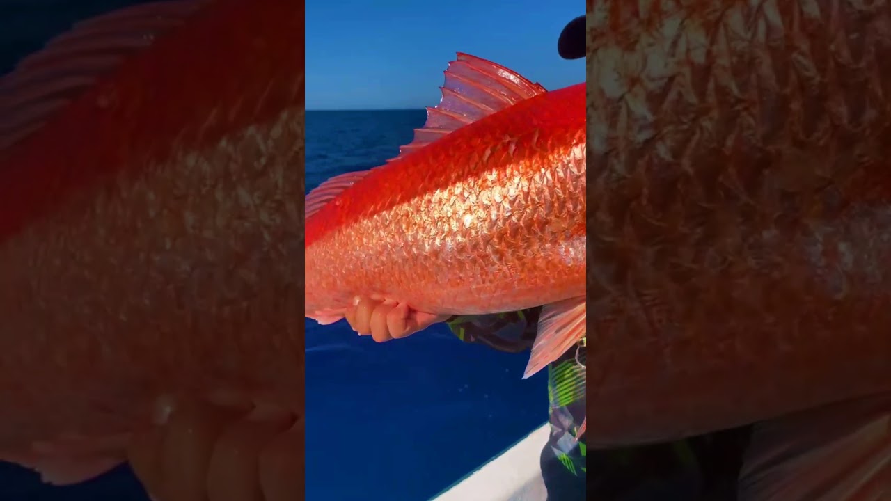 LINDO PEIXE VERMELHO - PEGUE NA ISCA ARTIFICIAL #shorts #shirts #o #redfish