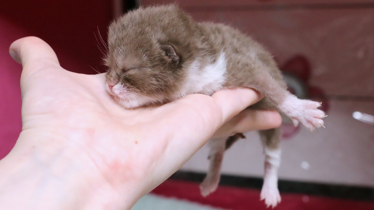 The Rescue Kittens… Gone?! 😭💔Subtitles