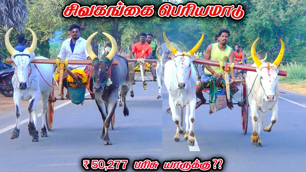 6சிவகங்கை-பெரியமாடு-பந்தயம்_21.12.2025_V_Photography