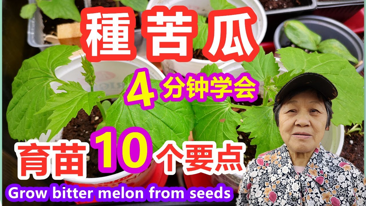 【種苦瓜】4分钟学会，快速分享苦瓜育苗的10个要点，看了能举一反三，丝瓜，冬瓜，南瓜\Growing bitter melon from seeds
