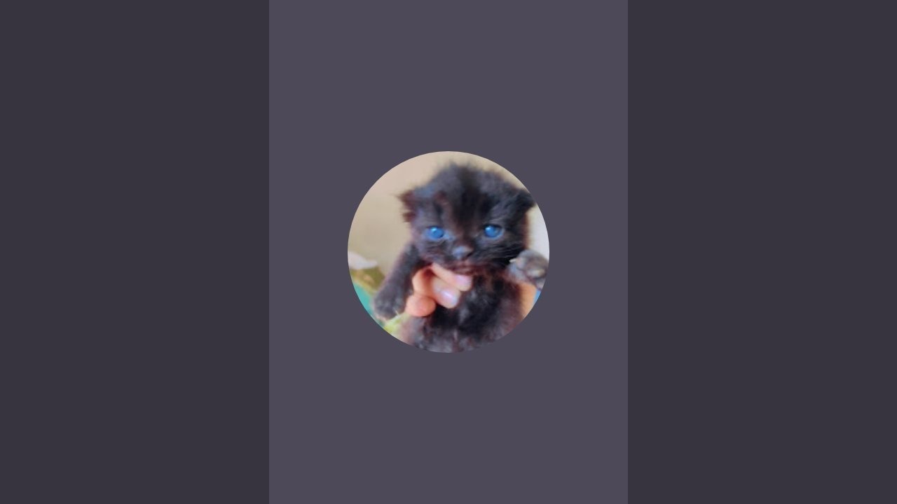 Cute Persian Cats & Kittens 🐾 is live