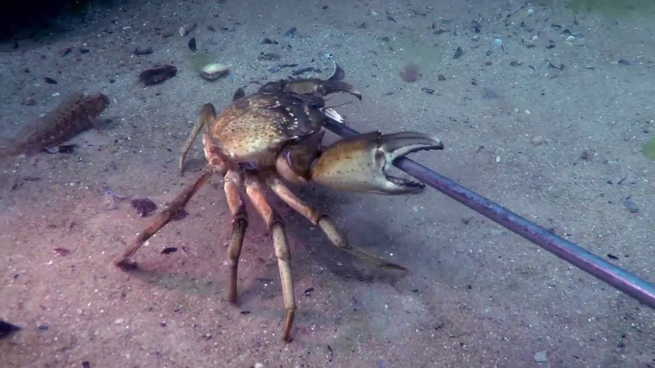 ... Чёрное море моё... дайвинг