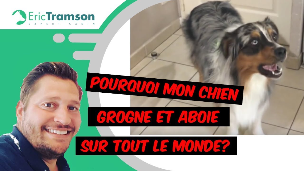 Pourquoi mon chien grogne et aboie sur tout le monde ?
