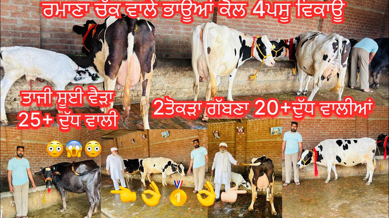 March 8, 2026 📞 +91 98150 37492☎️ #ਤੋਕੜਾ_ਗੱਬਣਾ2 #ਤਾਜੀ_ਸੂਈ #hfcow #sale #viralvideo #share #amritsar