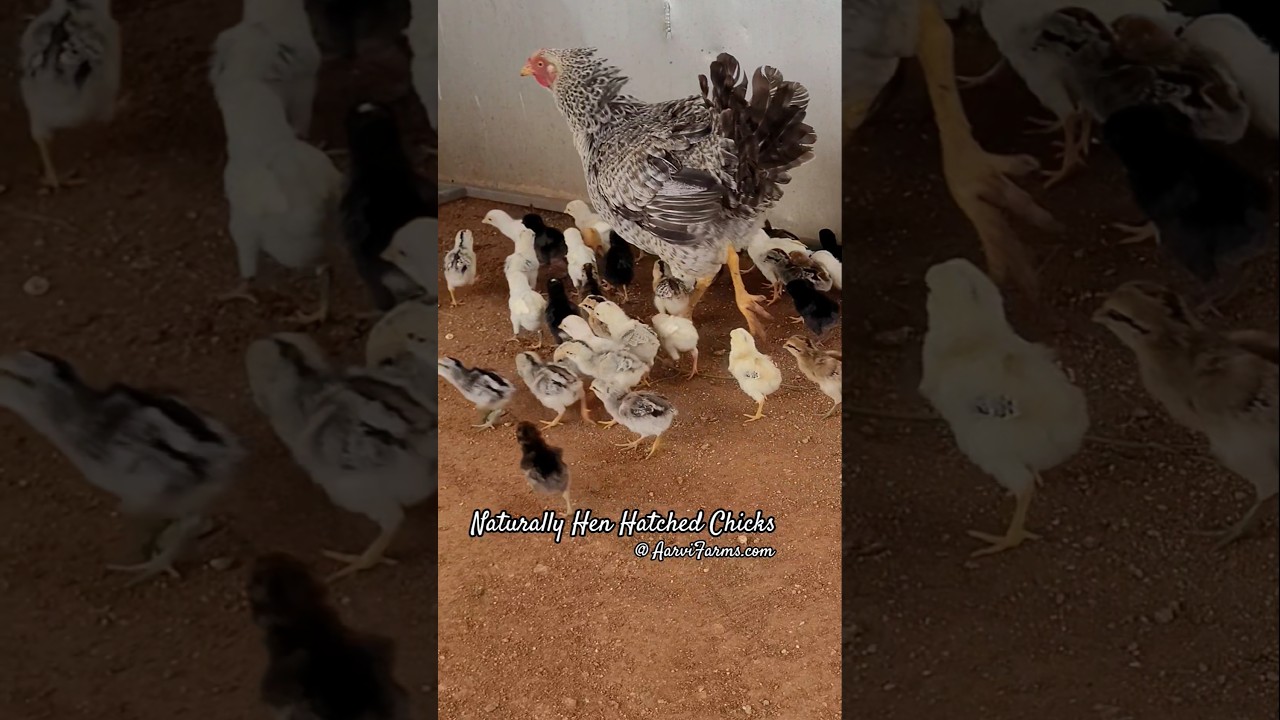 Naturally Hatched Country Chicken Chicks | Natukolla Pillalu  | Desi Murgi Bache