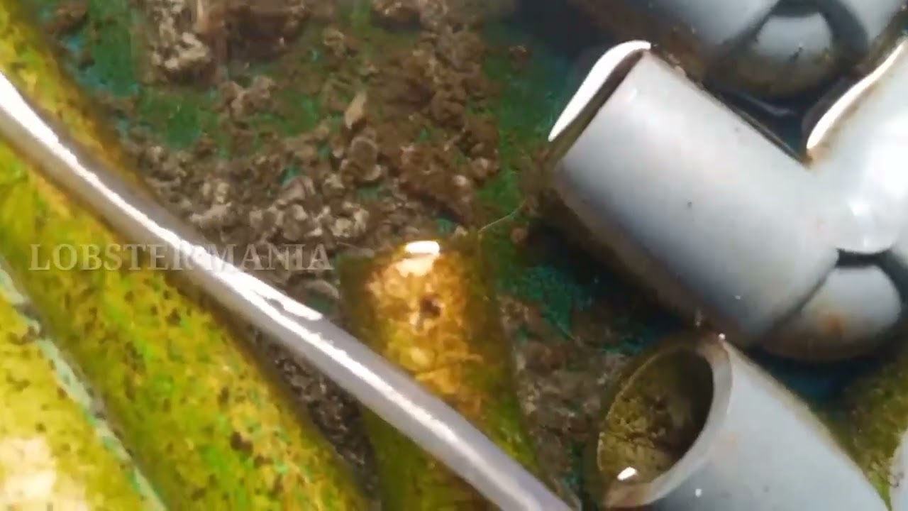 Burayak Lobster Air Tawar Dikasih Pelet Begini Jadinya