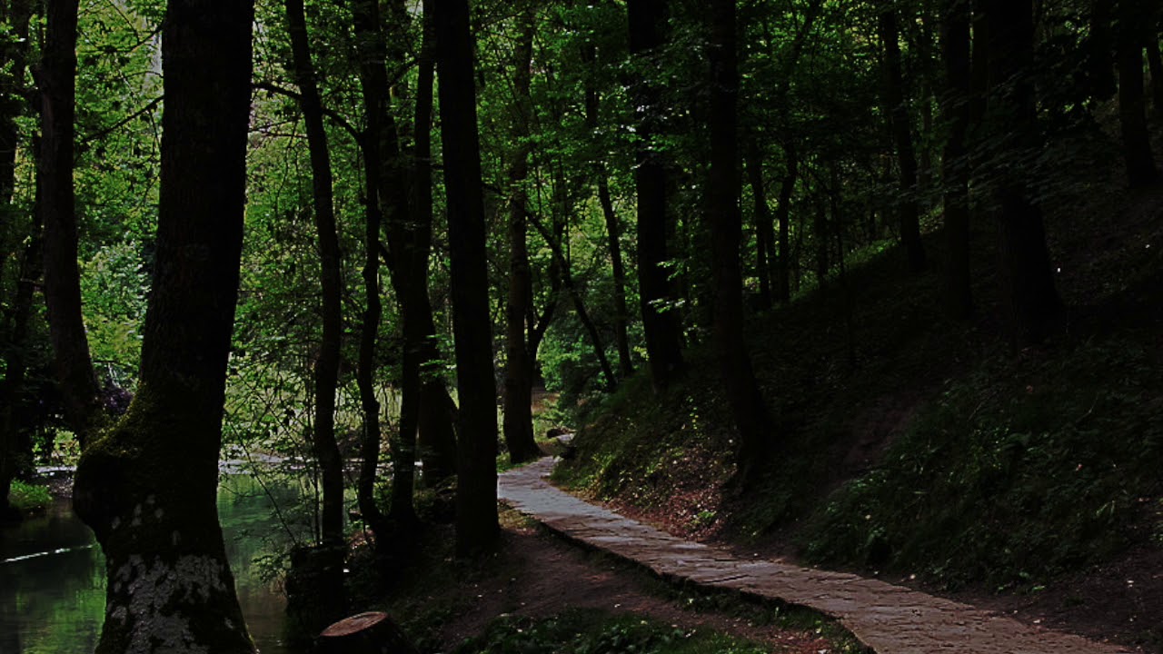 in the woods somewhere by hozier playing... in the woods somewhere