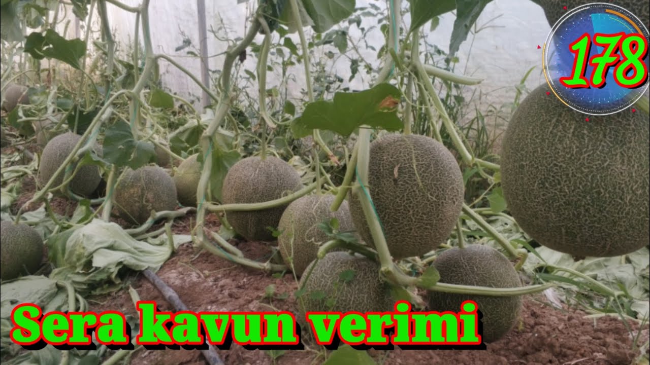178 sera kavunu verimi ve yeniden ürün alma. Kavun yetiştiriciliği püf noktaları balkovan f1