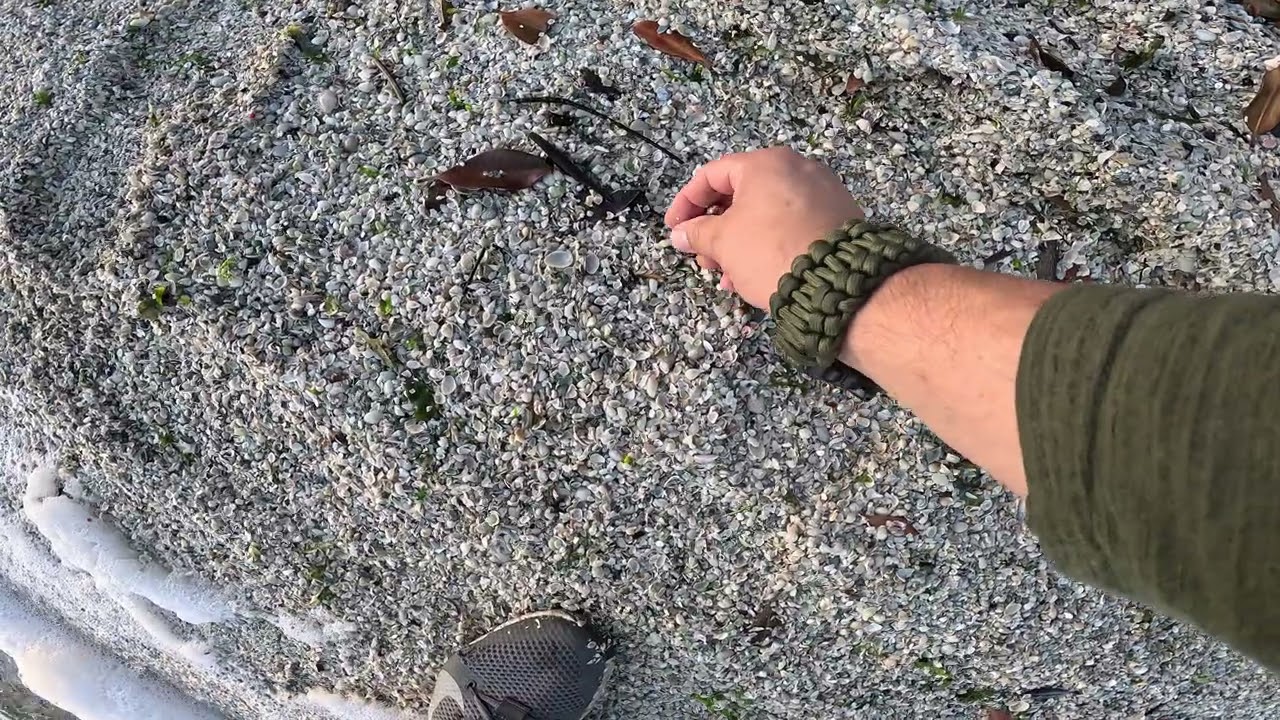 March 2, 2026 Banana River FL mini-shelling 02