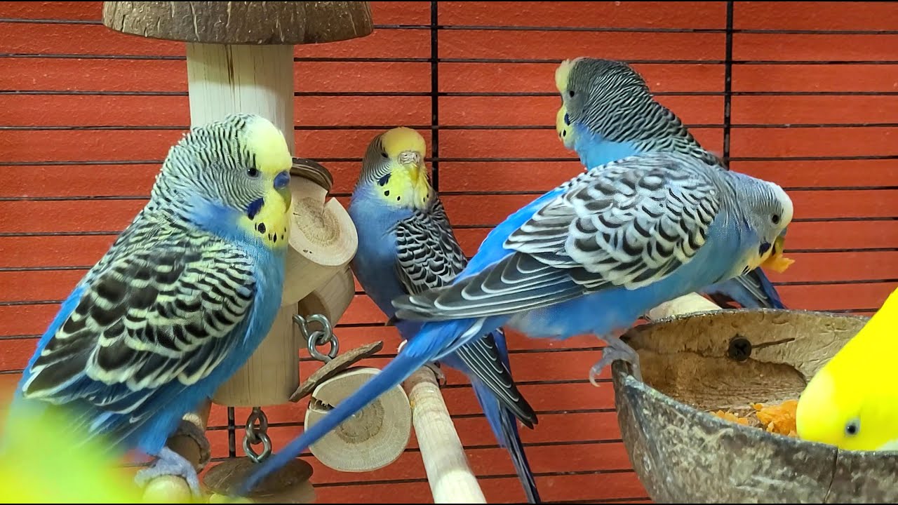 relaxing budgie sounds