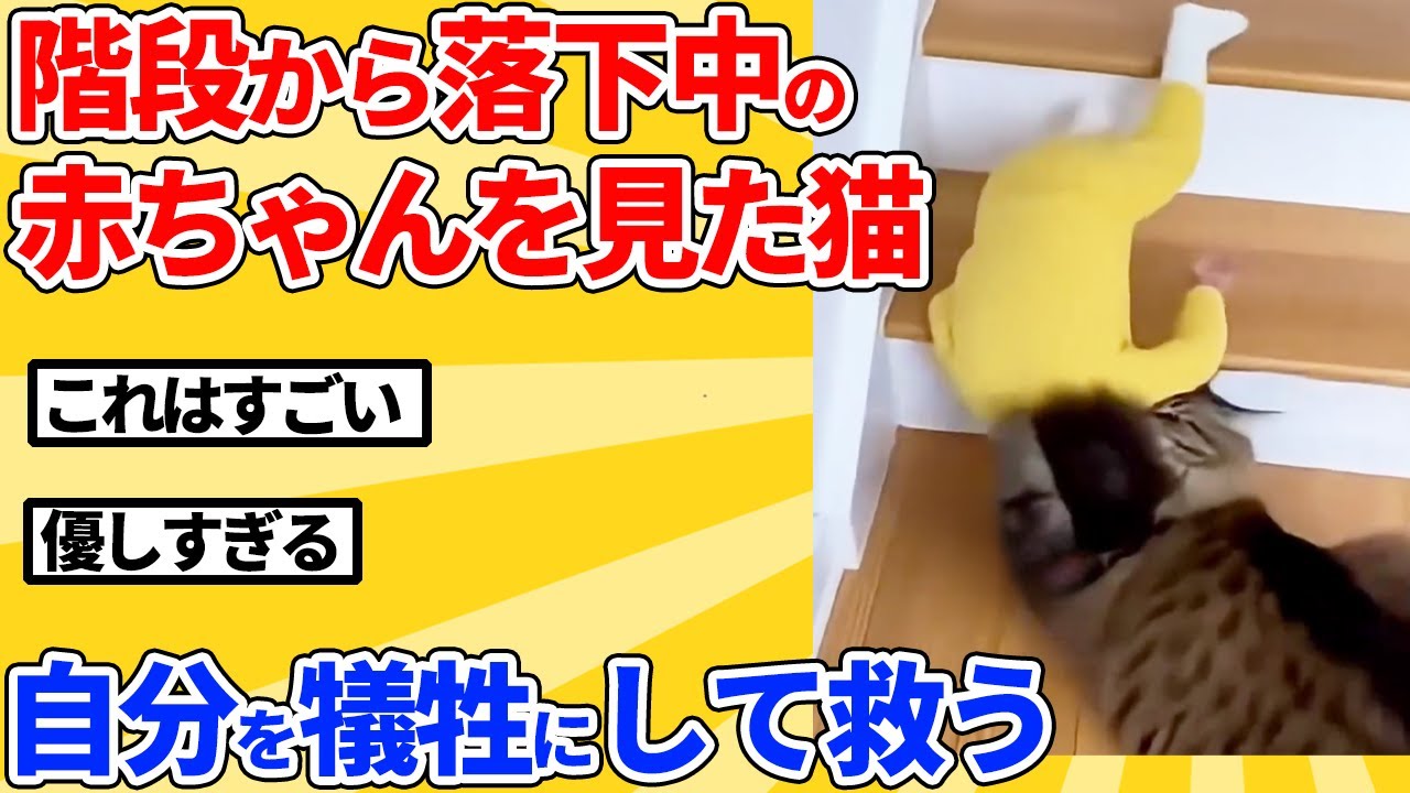 【2ch動物スレ】階段から落ちる赤ちゃんを見た猫→自ら下敷きになって救う