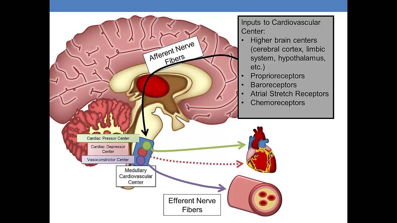 Patient M (Near-Syncope)