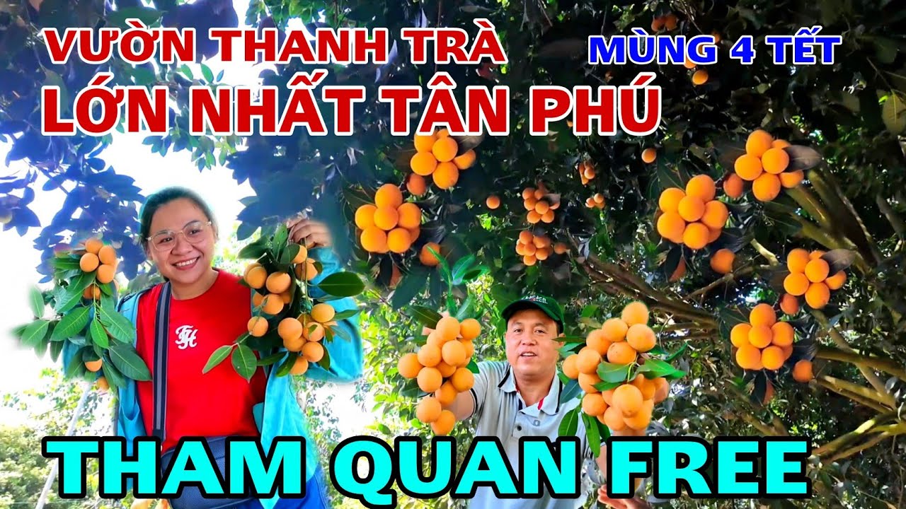 THAM QUAN MIỄN PHÍ VƯỜN THANH TRÀ LỚN NHÂT TÂN PHÚ ĐỊA CHỈ ẤP TRÀ CỔ TÂN PHÚ ĐỒNG NAI. 