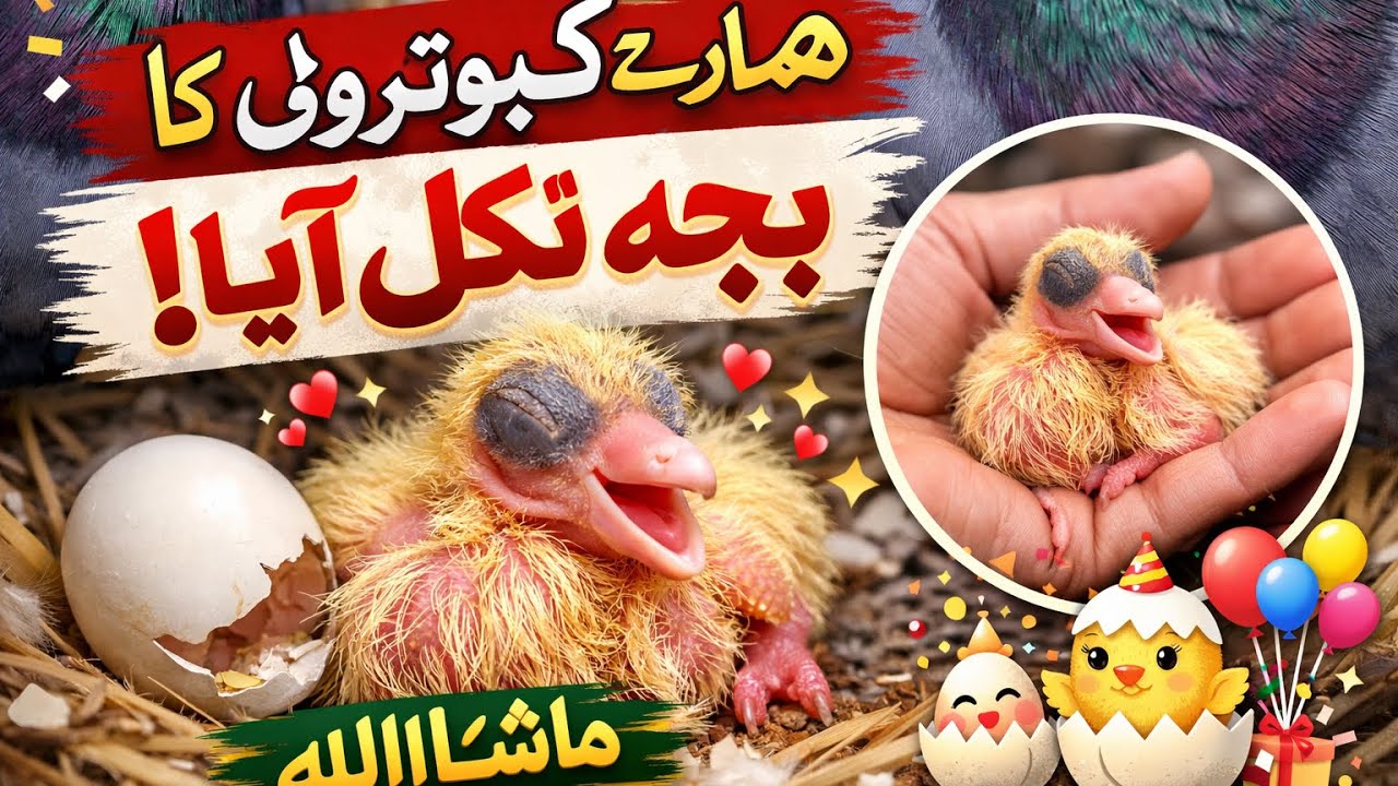 hamare kabutaron ka ek baccha nikal aaya