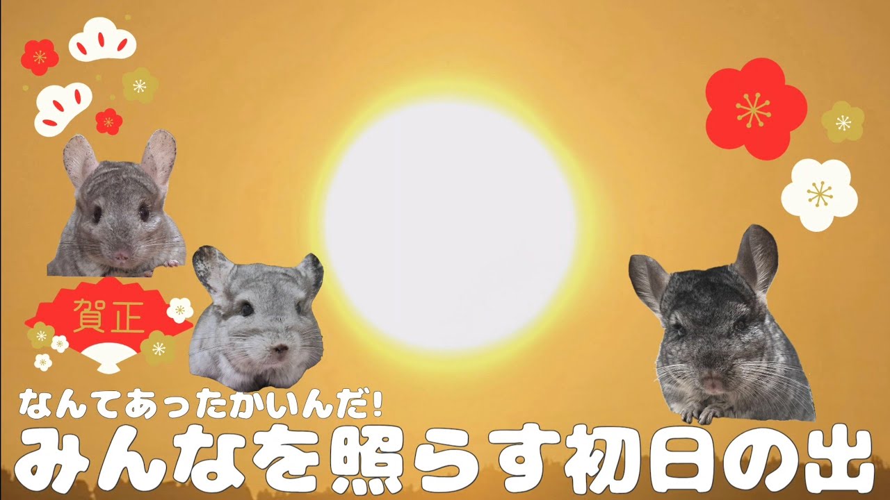【第139湯】みんなを照らす初日の出／チンチラたちとみた元旦の日の出がかつてないほど美しいA divine first sunrise illuminating the chinchillas
