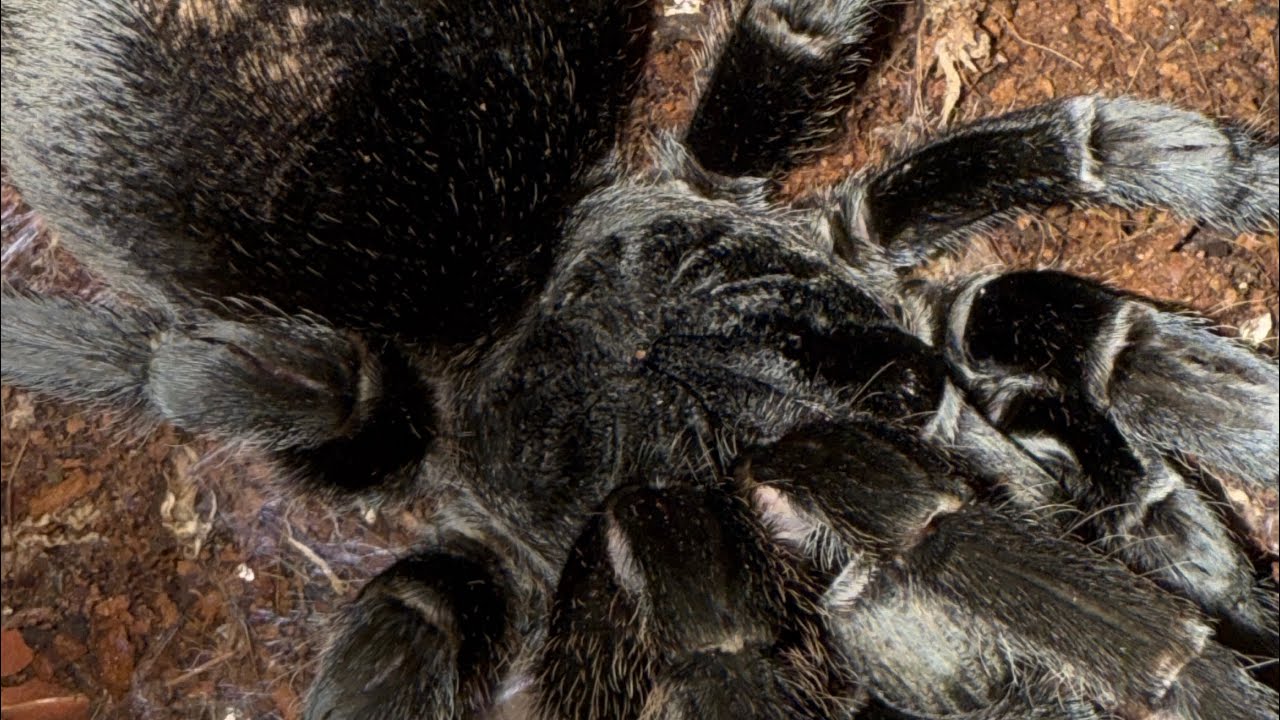 Brazilian black tarantula! The must have best pure black tarantula to get 
