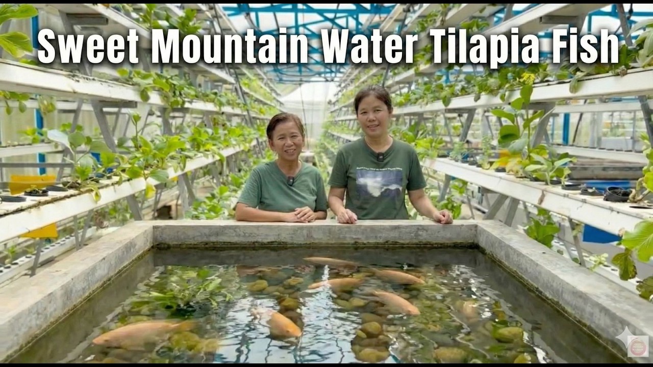 Empowering Orang Asli: Organic Aquaponics & Sweet Mountain Water Tilapia