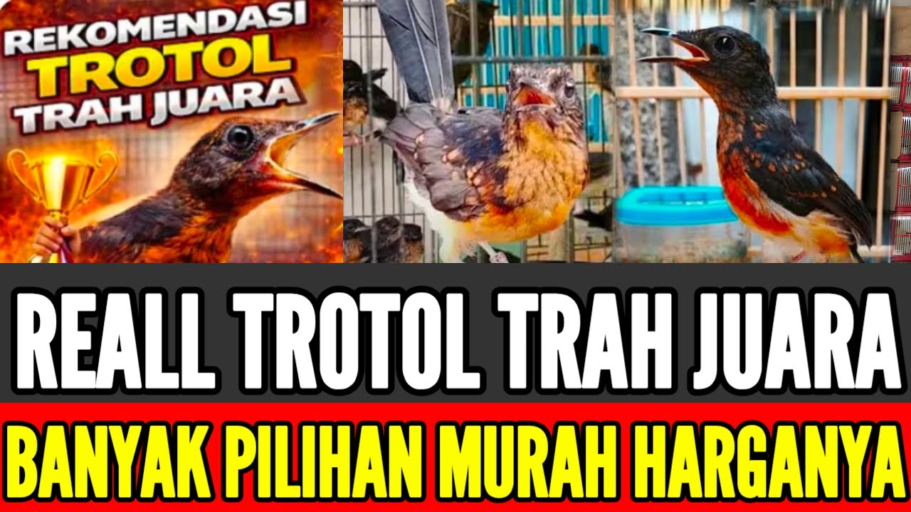 🔴 PART 2 SPESIAL REKOMENDASI TROTOL FIGTER TRAH JUARA 0838-7553-6945
