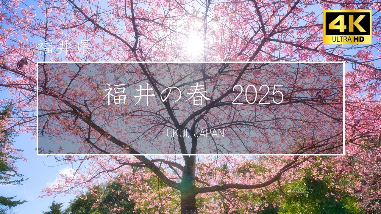 【4K】福井の春 2025