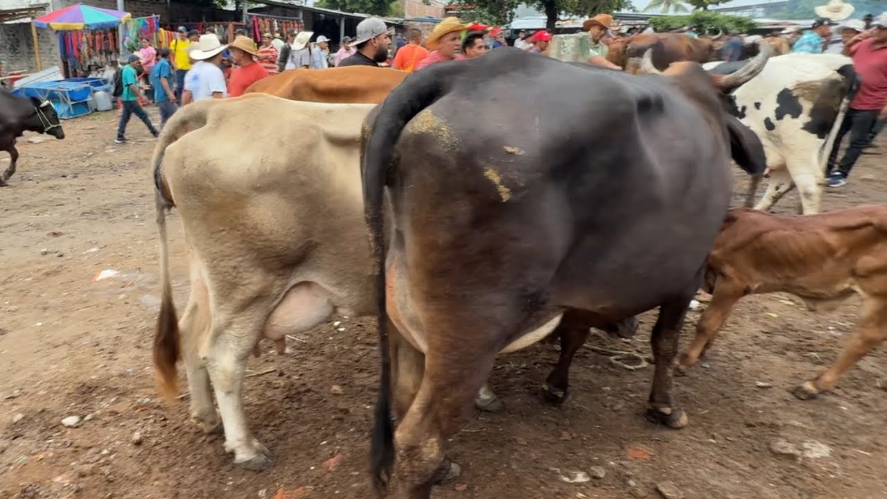 Vacas lecheras en el Tiangue el san Rafael cedros