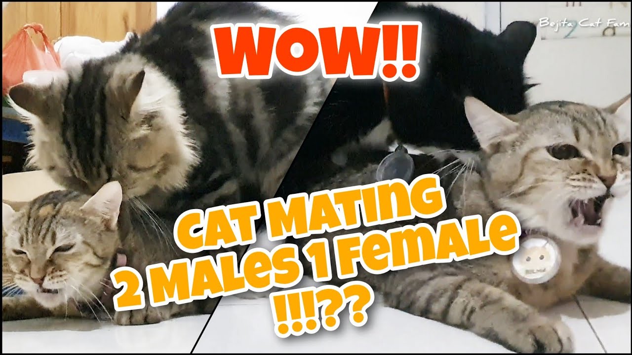 Proses Kucing Kawin 2 Pejantan 1 Betina (Cats Mating Process 2 Males 1 Female)